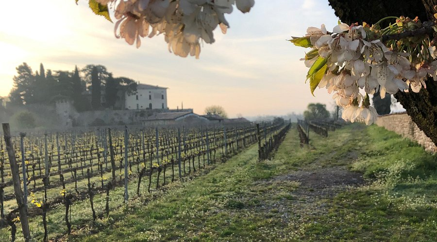 Spring blossoms framing the vineyard rows and the villa at first light